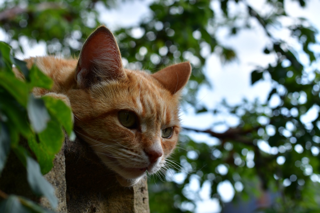 2018-07-21 Canterbury/DSC_2428.JPG